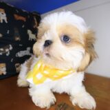 Tashi Shih Tzu 04