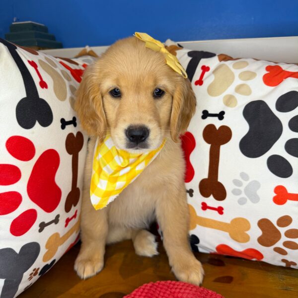 Tiana Golden Retriever 01