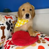 Tiana Golden Retriever 02