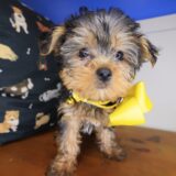 Tina Yorkshire Terrier 01
