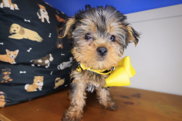 Tina Yorkshire Terrier 01