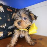 Tina Yorkshire Terrier 04