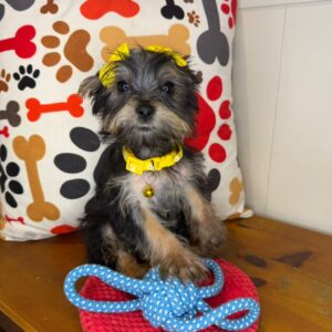 Verona Yorkshire Terrier 01 Verona Yorkshire Terrier 01