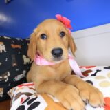 Willow Golden Retriever 01