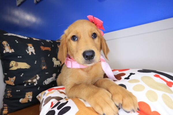 Willow Golden Retriever 01