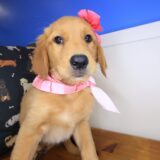 Willow Golden Retriever 03