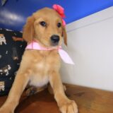 Willow Golden Retriever 04