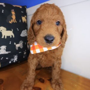 Winston Goldendoodle 01 Winston Goldendoodle 01