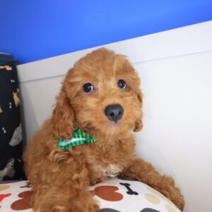Yoshi Poodle 01
