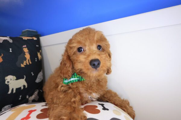 Yoshi Poodle 01