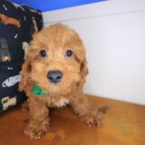 Yoshi Poodle 02