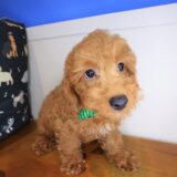 Yoshi Poodle 04