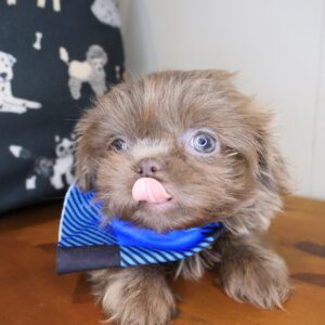 Zebbie Shihpoo 01 Zebbie Shihpoo 01
