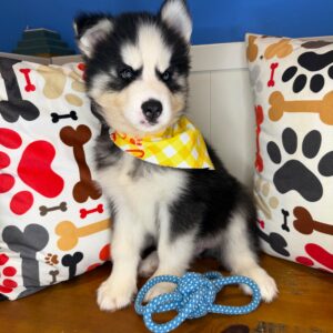 Zev Siberian Husky 01