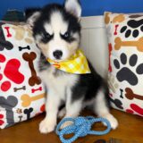 Zev Siberian Husky 02