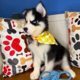 Zev Siberian Husky 03