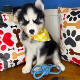 Zev Siberian Husky 04
