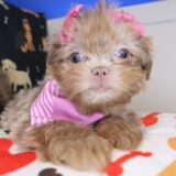 Zig-Zag Shih Tzu 01