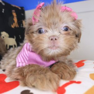 Zig-Zag Shih Tzu 01 Zig-Zag Shih Tzu 01