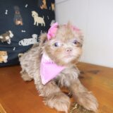 Zig-Zag Shih Tzu 02