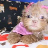 Zig-Zag Shih Tzu 03