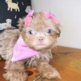 Zig-Zag Shih Tzu 04